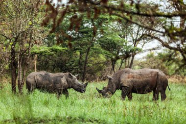 Ziwa Rhino Mabedi 'nde iki gergedan yan yana duruyor, Uganda.