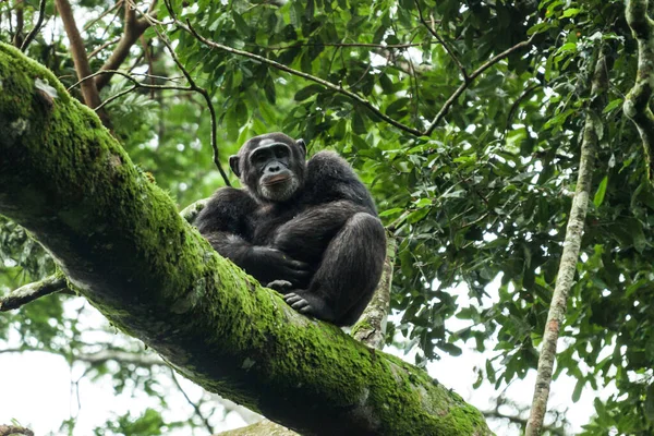 Şempanze bir ağaç dalında oturuyor ve kameraya bakıyor. Kibale Ulusal Parkı, Uganda