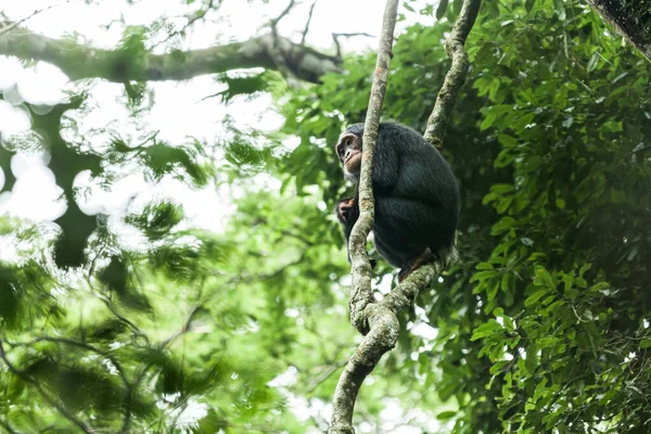 Chimpancé sentado entre las ramas de los árboles. Parque Nacional Kibale, Uganda —  Fotos de Stock