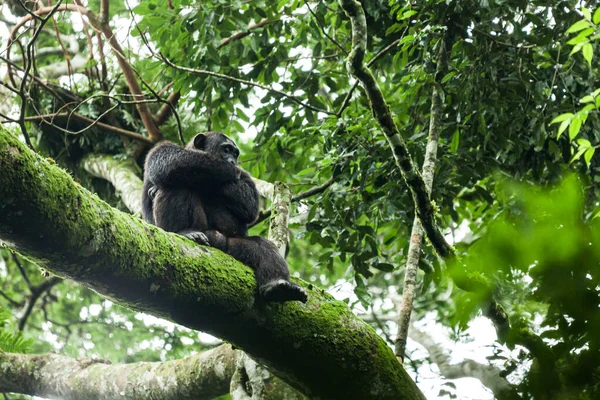 Chimpancé descansando sobre una rama de árbol y mirando hacia abajo. Parque Nacional Kibale, Uganda —  Fotos de Stock