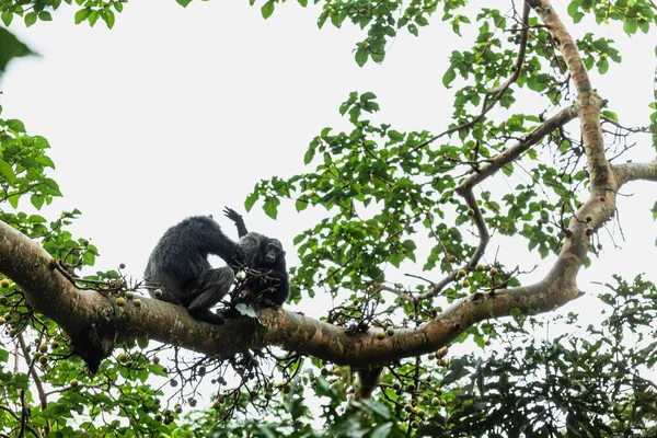 Dos chimpancés sentados en la rama del árbol en la selva tropical del Parque Nacional Kibale, Uganda —  Fotos de Stock