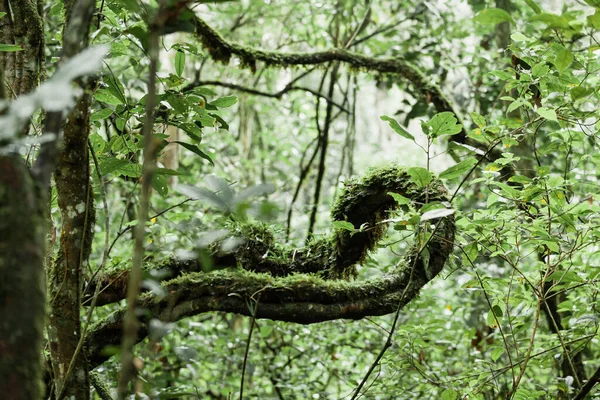Γκρο πλαν άποψη των lianas καλύπτονται με πράσινα βρύα στο τροπικό δάσος του Εθνικού Πάρκου Kibale, Ουγκάντα — Φωτογραφία Αρχείου