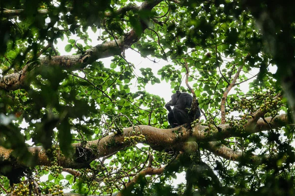 Ο χιμπατζής κάθεται σε ένα κλαδί δέντρου και τρώει φρούτα. Εθνικό Πάρκο Kibale, Ουγκάντα — Φωτογραφία Αρχείου