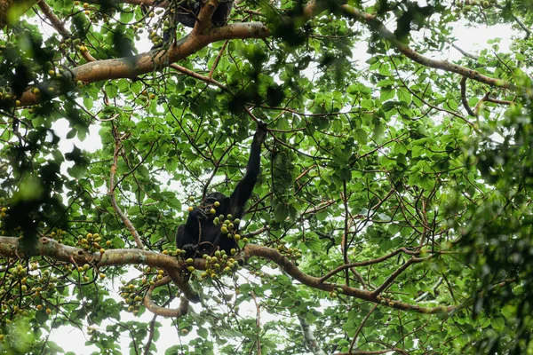 Chimpancé sentado en una rama de árbol y sosteniendo una pequeña rama con frutos. Parque Nacional Kibale, Uganda —  Fotos de Stock