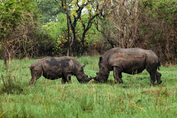 Ziwa Rhino Mabedi 'nde iki gergedan yan yana duruyor, Uganda.