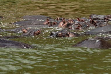 Kazinga Kanalı 'nda banyo yapan su aygırları, Kraliçe Elizabeth Ulusal Parkı, Uganda