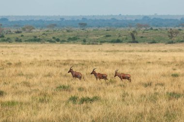 Kraliçe Elizabeth Ulusal Parkı, Uganda 'da peş peşe yürüyen üç İmpala antilobu.