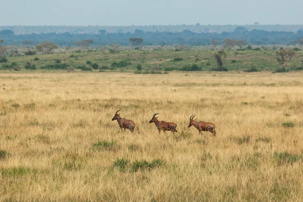 Três antílopes impala caminhando um após o outro no Parque Nacional Rainha Elizabeth, Uganda — Fotografia de Stock