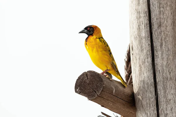 Vue latérale d'un oiseau. Parc national de la Reine Elizabeth, Ouganda — Photo