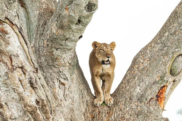 Nahaufnahme einer Löwin, die auf einem Baum steht, Queen Elizabeth Nationalpark, Uganda — Stockfoto