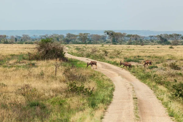 Drei Impala-Antilopen überqueren nacheinander die Schlammstraße. Königin-Elizabeth-Nationalpark — Stockfoto
