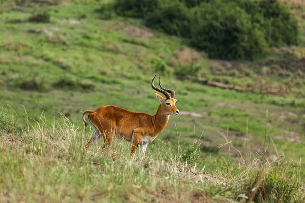 Afrika savanasındaki Ugandalı kob. Kraliçe Elizabeth Ulusal Parkı, Uganda — Stok fotoğraf