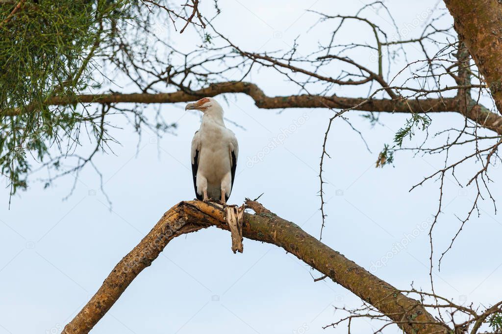 Vulture on the tree. Queen Elizabeth National Park, Uganda