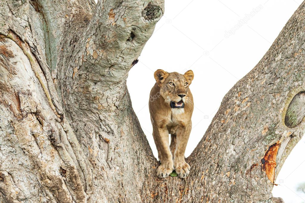 Close-up of a lioness standing on a tree, Queen Elizabeth National Park, Uganda