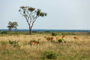 Afrika savanasındaki Ugandalı koblar. Kraliçe Elizabeth Ulusal Parkı, Uganda