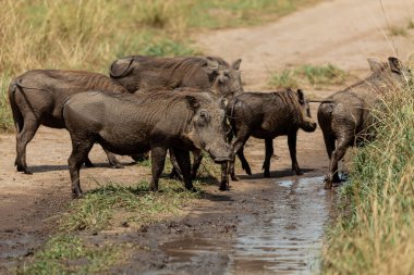 Yaban domuzları Kraliçe Elizabeth Ulusal Parkı, Uganda 'da su içiyorlar.