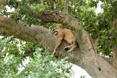 Ağaçta uyuyan bir dişi aslanın yakın çekimi. Kraliçe Elizabeth Ulusal Parkı, Uganda