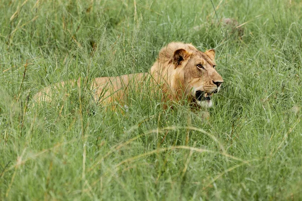 Лев на траві. Національний парк Королеви Єлизавети в Уганді. — стокове фото