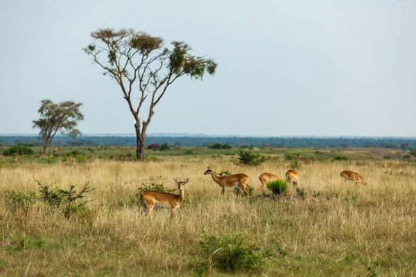 Kobs ugandenses na savana africana. Parque Nacional Rainha Elizabeth, Uganda — Fotografia de Stock