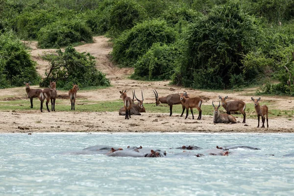 Herd van impala antilopen rustend op de oever van het Kazinga Kanaal en nijlpaarden die in bad gaan. Nationaal park Koningin Elizabeth, Oeganda — Stockfoto