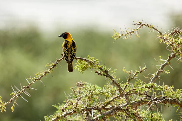 乌干达伊丽莎白女王国家公园，一只栖息在荆棘上的小鸟栖息在树枝上 — 图库照片