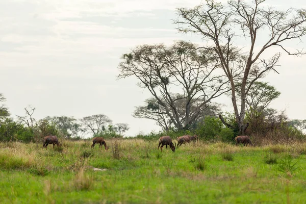Eine Herde Impala-Antilopen weidet auf dem Grasland des Queen Elizabeth Nationalparks in Uganda — Stockfoto