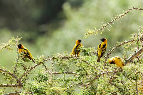 乌干达伊丽莎白女王国家公园，栖息在荆棘上的鸟儿覆盖着树枝 — 图库照片