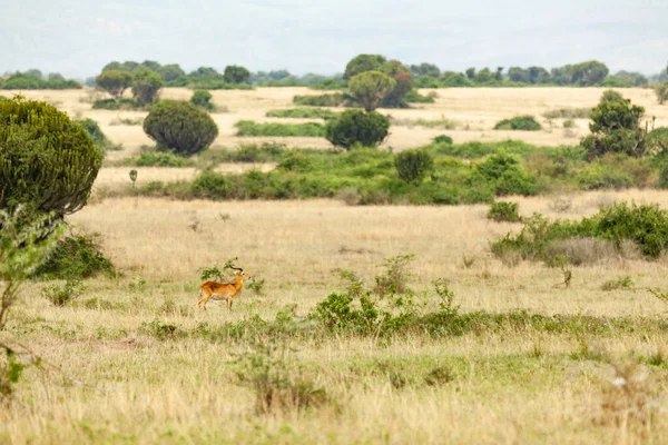 Угандійський коб у савані. Національний парк Королеви Єлизавети в Уганді. — стокове фото