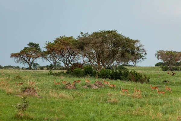 Стадо молодых угандийских кобелей на лугу национального парка Королевы Елизаветы, Уганда — стоковое фото
