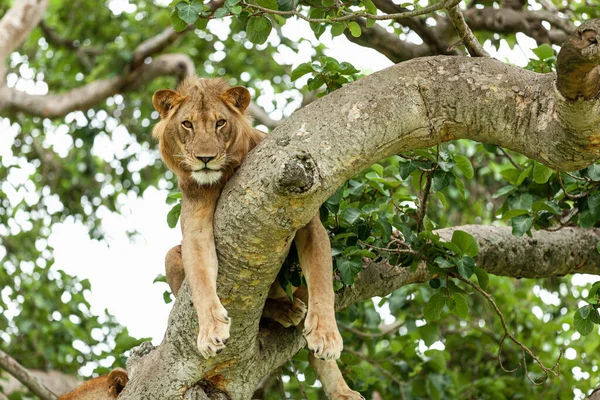 Lew spoczywa na drzewie. Park Narodowy Królowej Elżbiety, Uganda — Zdjęcie stockowe