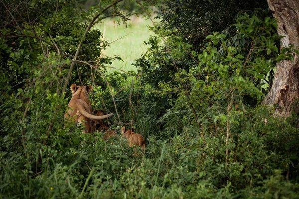 Uma leoa com os filhotes a entrar na selva. Parque Nacional Rainha Elizabeth, Uganda — Fotografia de Stock
