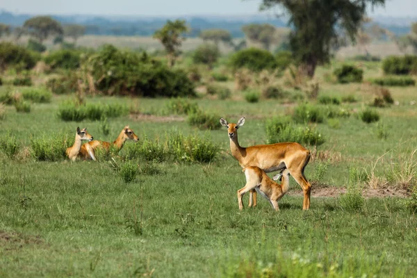 Een vrouwelijke Oegandese kob met een baby. Nationaal park Koningin Elizabeth, Oeganda — Stockfoto