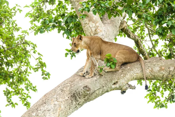 Zbliżenie lwicy na drzewie. Widok z boku. Park Narodowy Królowej Elżbiety, Uganda — Zdjęcie stockowe