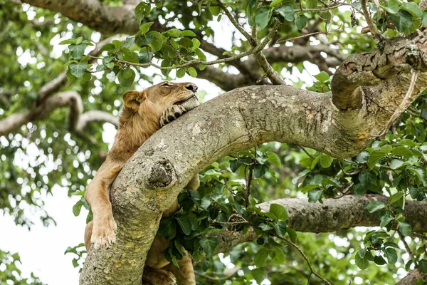 Lew spoczywa na drzewie. Park Narodowy Królowej Elżbiety, Uganda — Zdjęcie stockowe