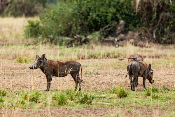 Warthogs in Queen Elizabeth National Park, Oeganda — Stockfoto