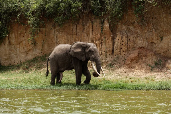 Un elefante con colmillos caminando a orillas del Canal de Kazinga en el Parque Nacional Reina Isabel, Uganda — Foto de Stock