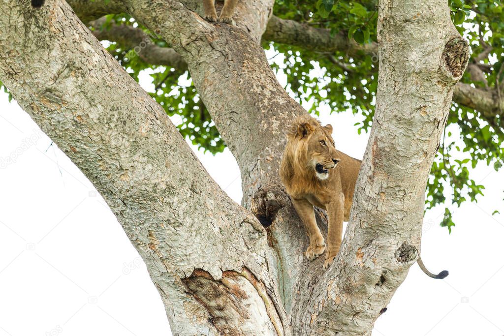 Close-up of a lion on a tree, Queen Elizabeth National Park, Uganda