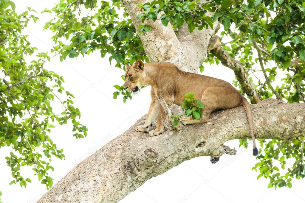 Close-up of a lioness on a tree. Side view. Queen Elizabeth National Park, Uganda