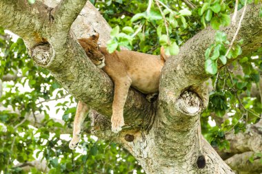 Bir dişi aslan ağaçta dinleniyor. Kraliçe Elizabeth Ulusal Parkı, Uganda
