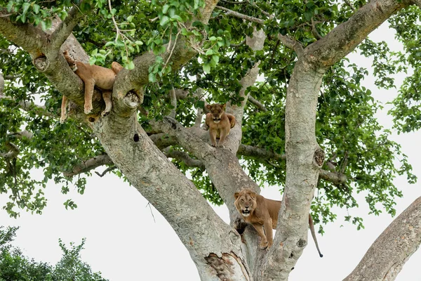 Egy oroszláncsalád a fán. Erzsébet királynő Nemzeti Park, Uganda — Stock Fotó