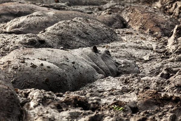 Крупный план бегемотов в грязи в Национальном парке Королевы Елизаветы, Уганда — стоковое фото
