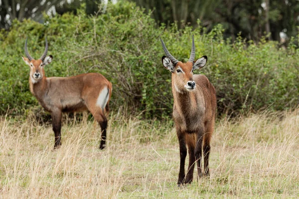 Impala antilopen in Queen Elizabeth National Park, Oeganda — Stockfoto