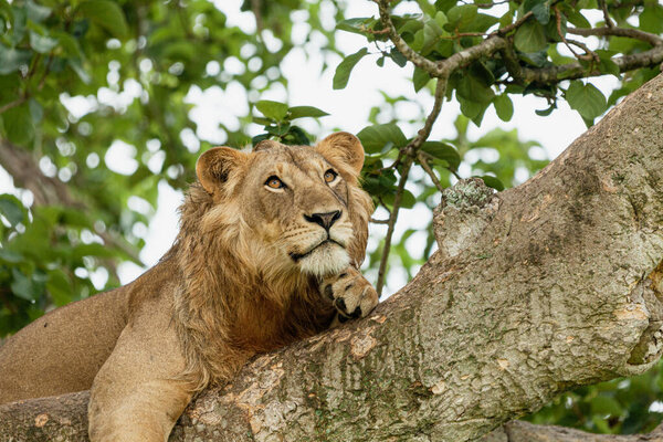 Portrait of a lion resting on the tree. Queen Elizabeth National Park, Uganda