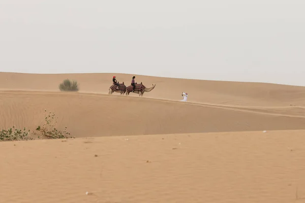 DUBAI, Zjednoczone Emiraty Arabskie - WRZESIEŃ 4, 2018: Ludzie jeżdżą na wielbłądach na pustyni 4 września 2018 na pustyni Al Lahbab, Dubaj, Zjednoczone Emiraty Arabskie — Zdjęcie stockowe