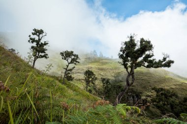 Ağaçlarla kaplı yeşil tepeli dağlar. Rinjani Dağı 'na Trek, Lombok, Endonezya