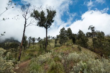 Yeşil tepelerdeki ağaçlar. Rinjani Dağı 'na Trek, Lombok, Endonezya