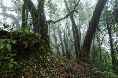 Sisin içindeki dağ orman patikası. Machapuchare 'e yolculuk, Nepal