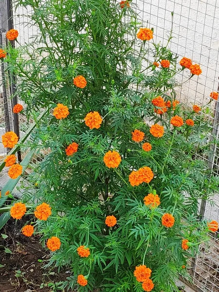 Pomerančová Barva Marigold Rostlina Zahradě Marigold Květiny Kvetoucí Zahradě — Stock fotografie