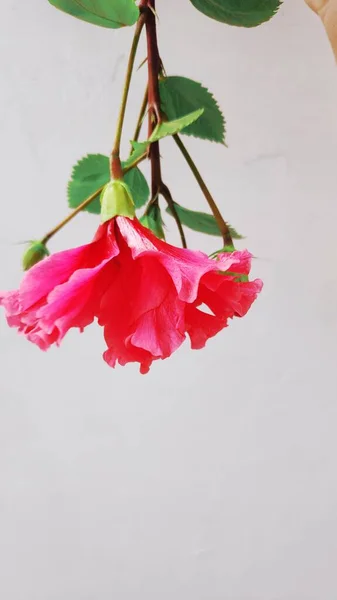 Vacker Färsk Hibiskusblomma — Stockfoto