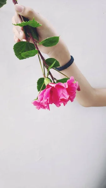Bela Flor Hibisco Fresca — Fotografia de Stock